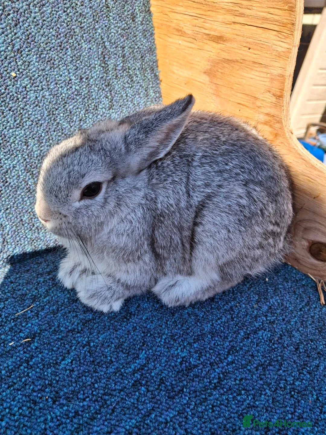 Netherland Dwarf rabbits for sale: Beautiful female netherland dwarf - Advert 1