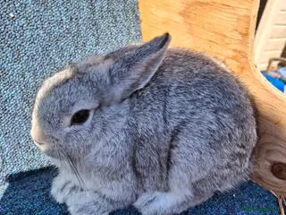 Netherland Dwarf rabbits Beautiful female netherland dwarf - Advert 1
