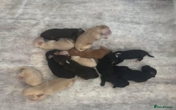 Mixed Breed dogs for sale: REDUCED - Cockapoochi Puppies - READY TO VIEW 🐶 - Image 37