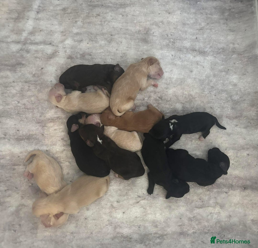 Mixed Breed dogs for sale: REDUCED - Cockapoochi Puppies - READY TO VIEW 🐶 - Image 37
