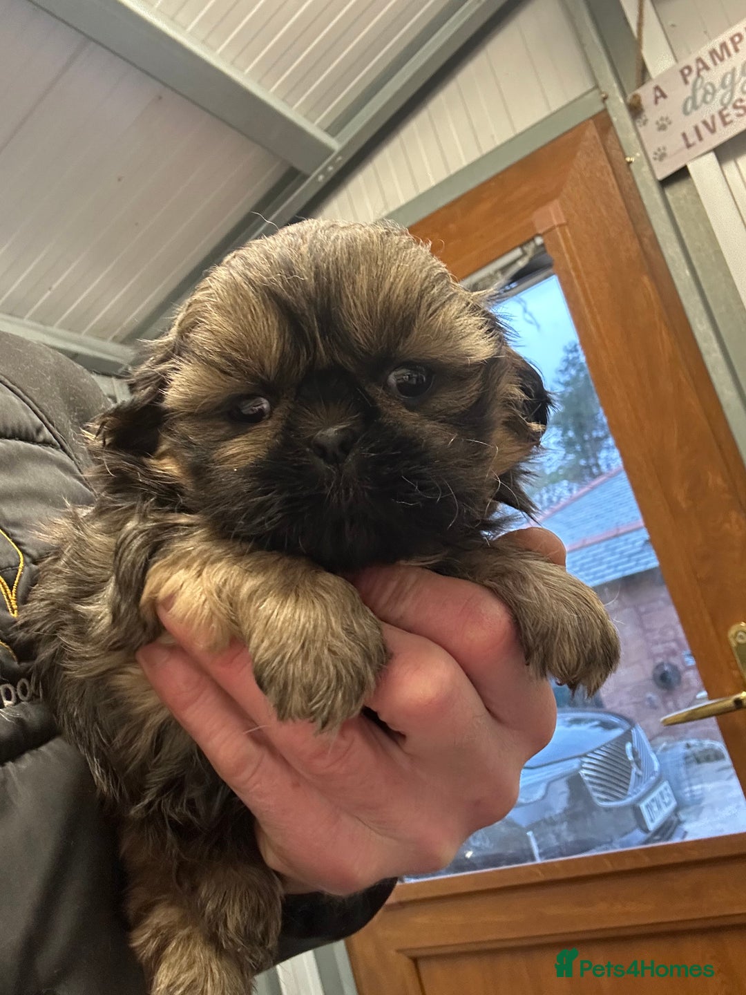 Shih Tzu dogs for sale: Stunning shih tzu puppies  - Advert 2