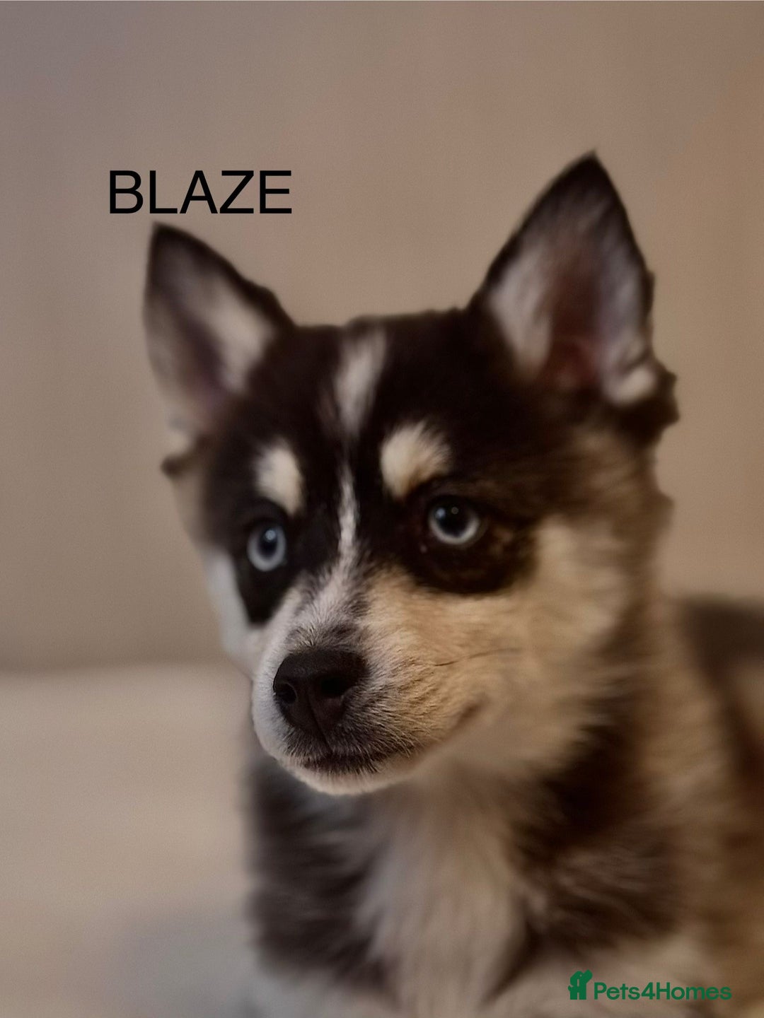 Pomsky dogs for sale: 2 Boys leftStunning Blue eyed F4 Pomsky pups - Advert 4