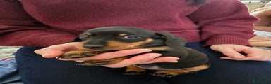 Miniature Dachshund Puppy 3