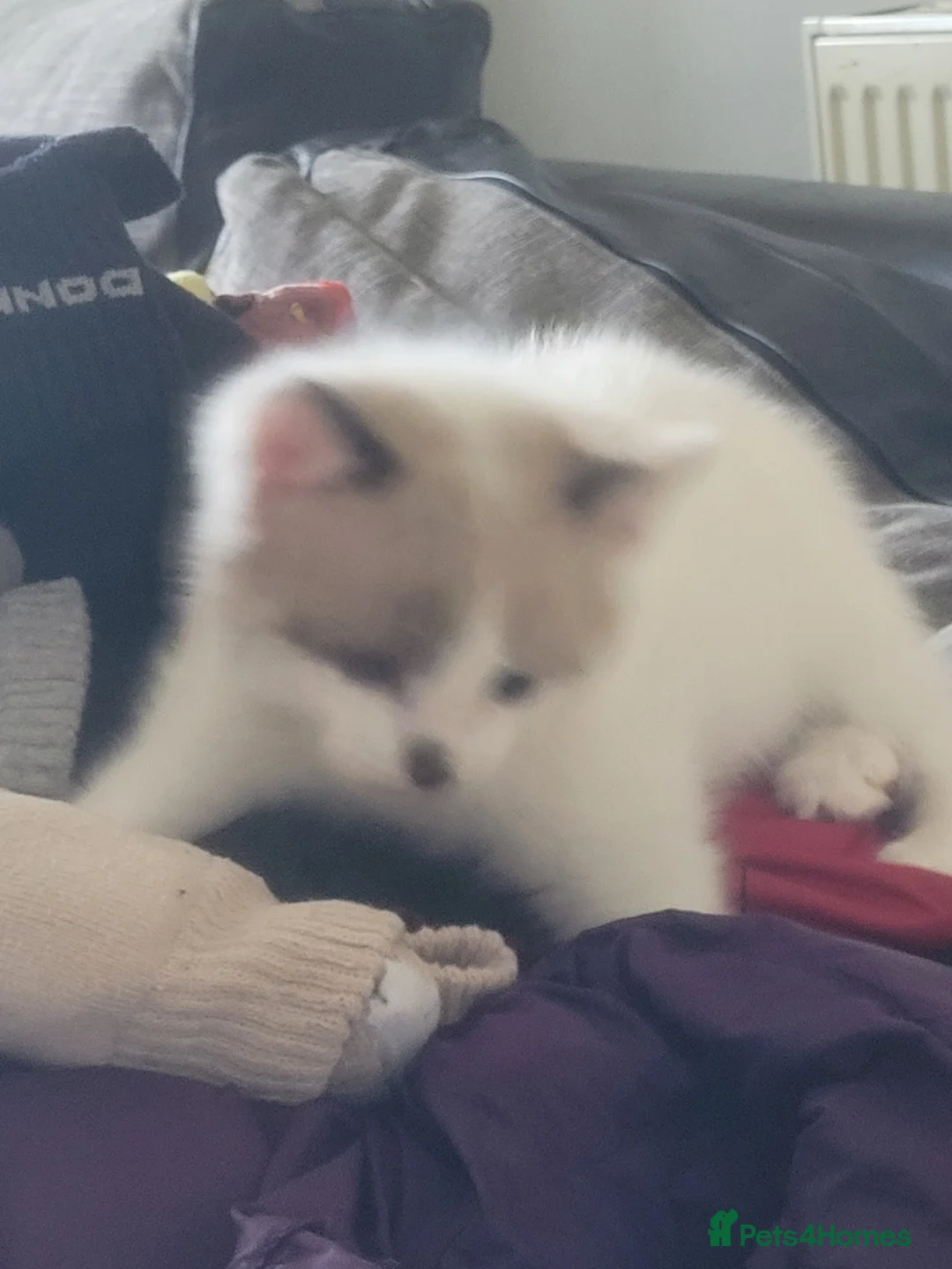 Mixed Breed cats for sale: Mix breed rag doll - Advert 2