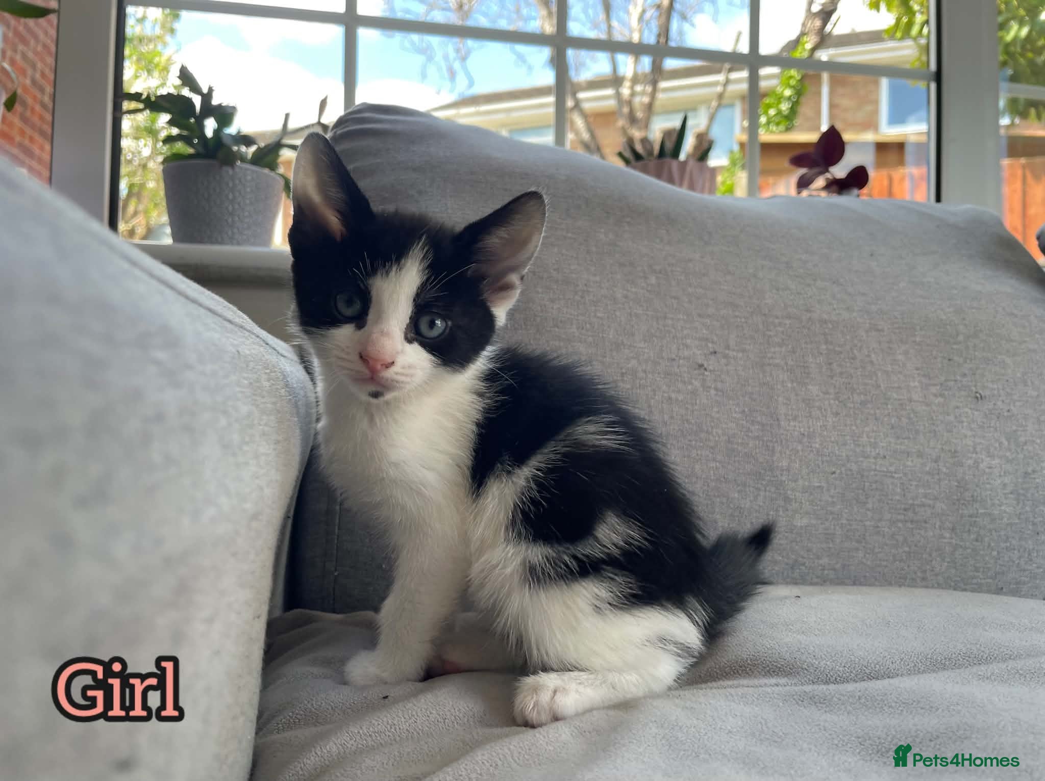 European cats Kittens  - Advert 1