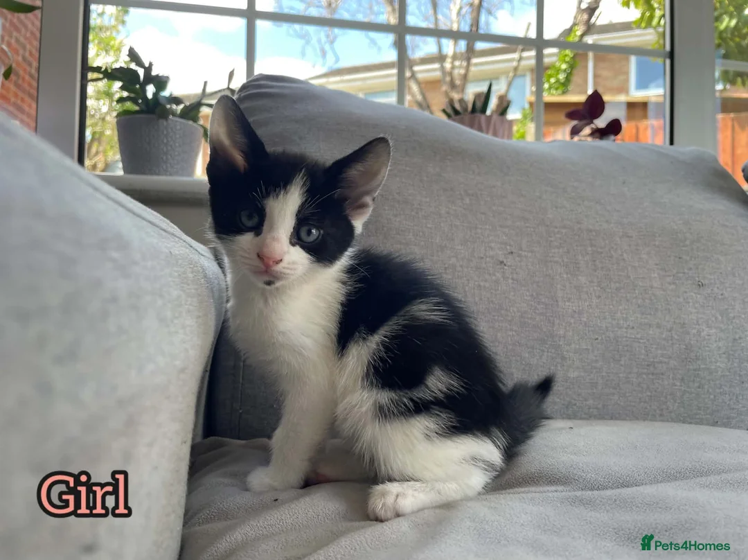 European cats for sale: Kittens  in Braintree - Advert 8