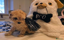 Toy Poodle dogs for sale: Beautiful RED & APRICOT Toy Poodles  - Image 4