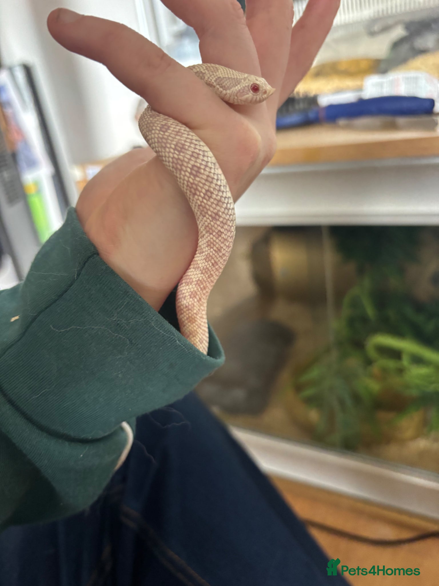 Snake reptiles for sale: Snow hognose  in Warrington - Advert 3