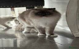 Ragdoll cats for sale: Beautiful ragdoll kittens  - Image 27