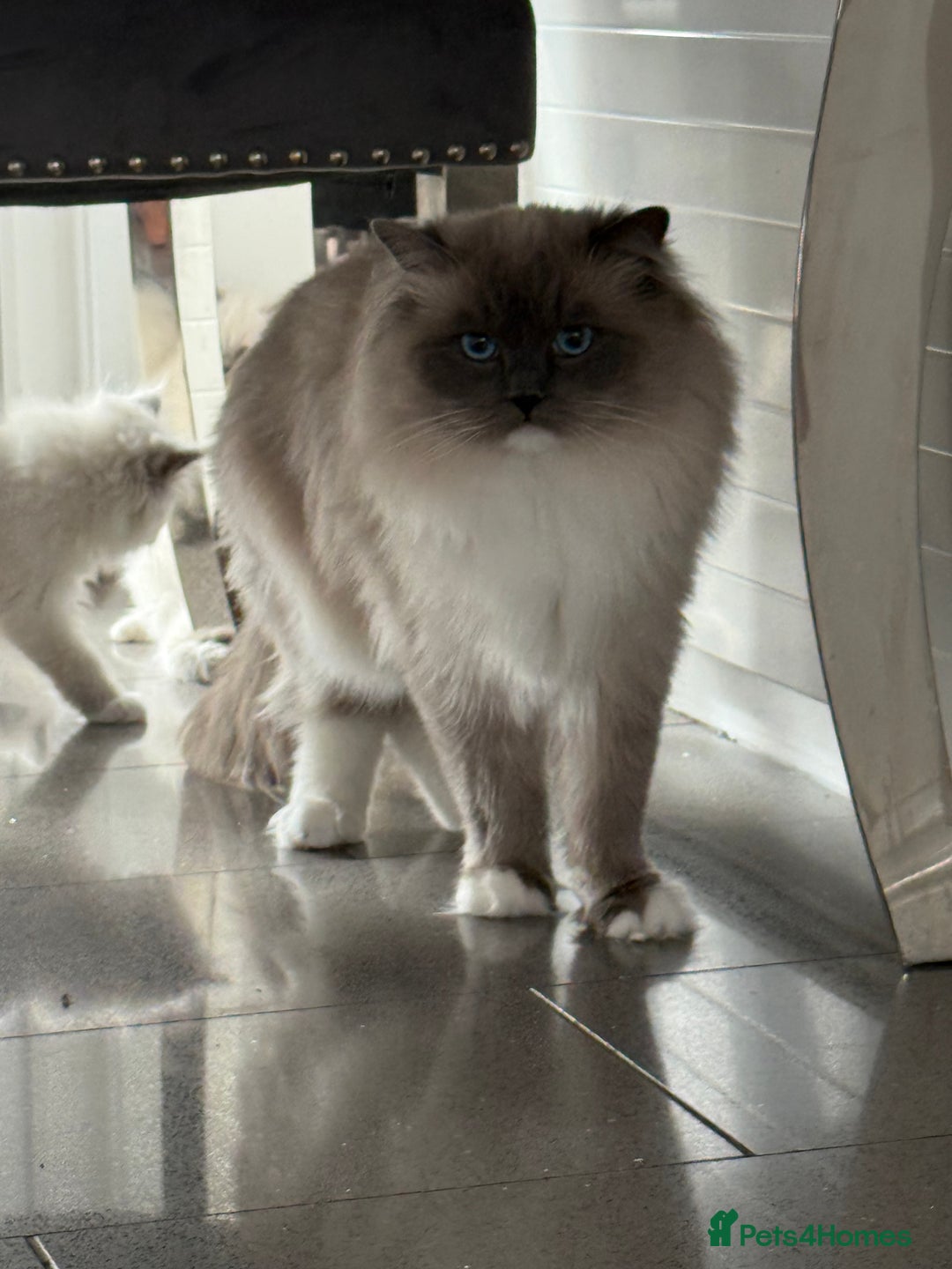 Ragdoll cats for sale: Beautiful ragdoll kittens  - Image 27