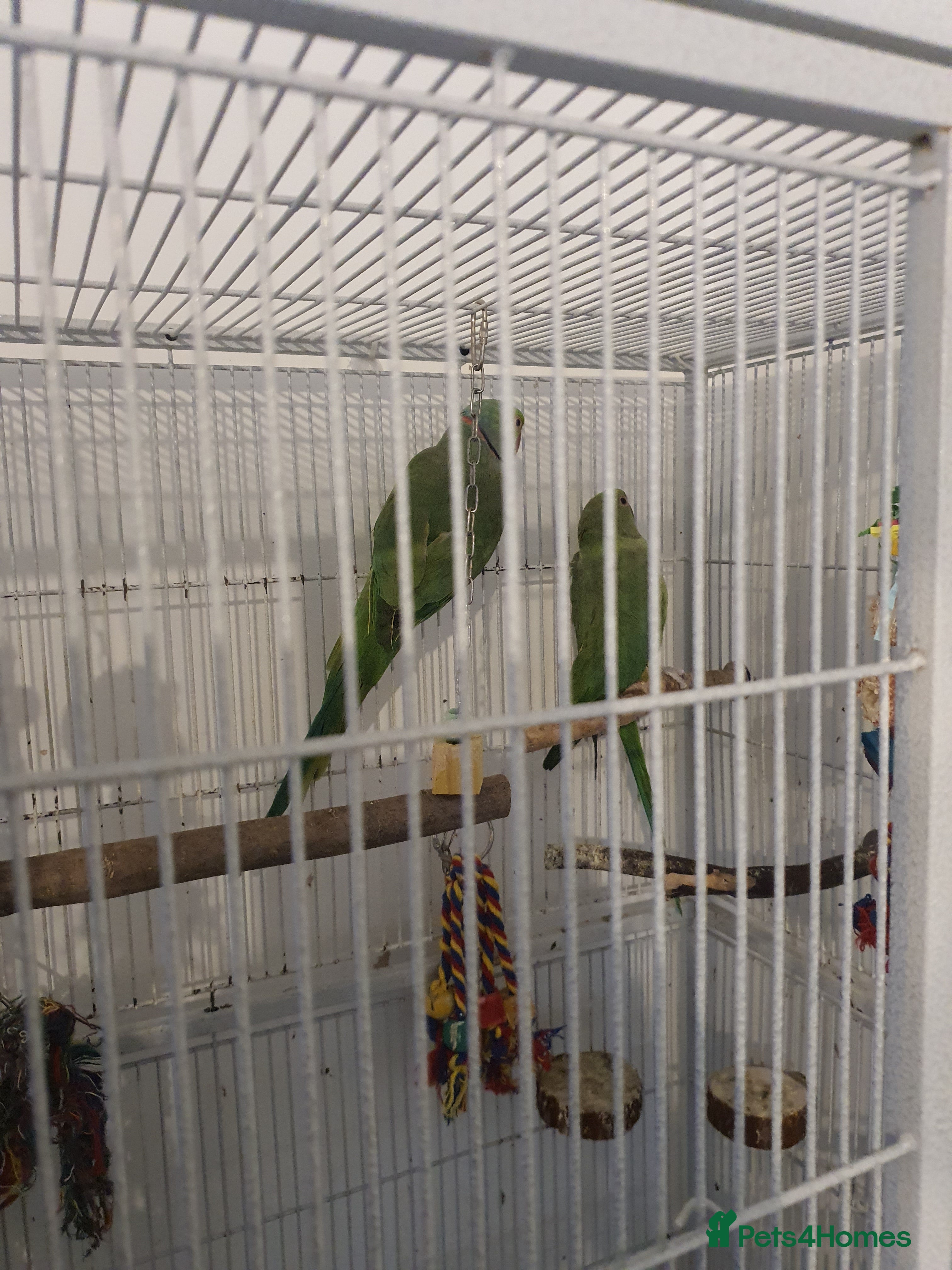 Ringnecks birds 2 indian ringnecks male and female. - Advert 17