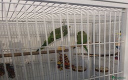 Ringnecks birds for sale: 2 indian ringnecks male and female. - Image 1