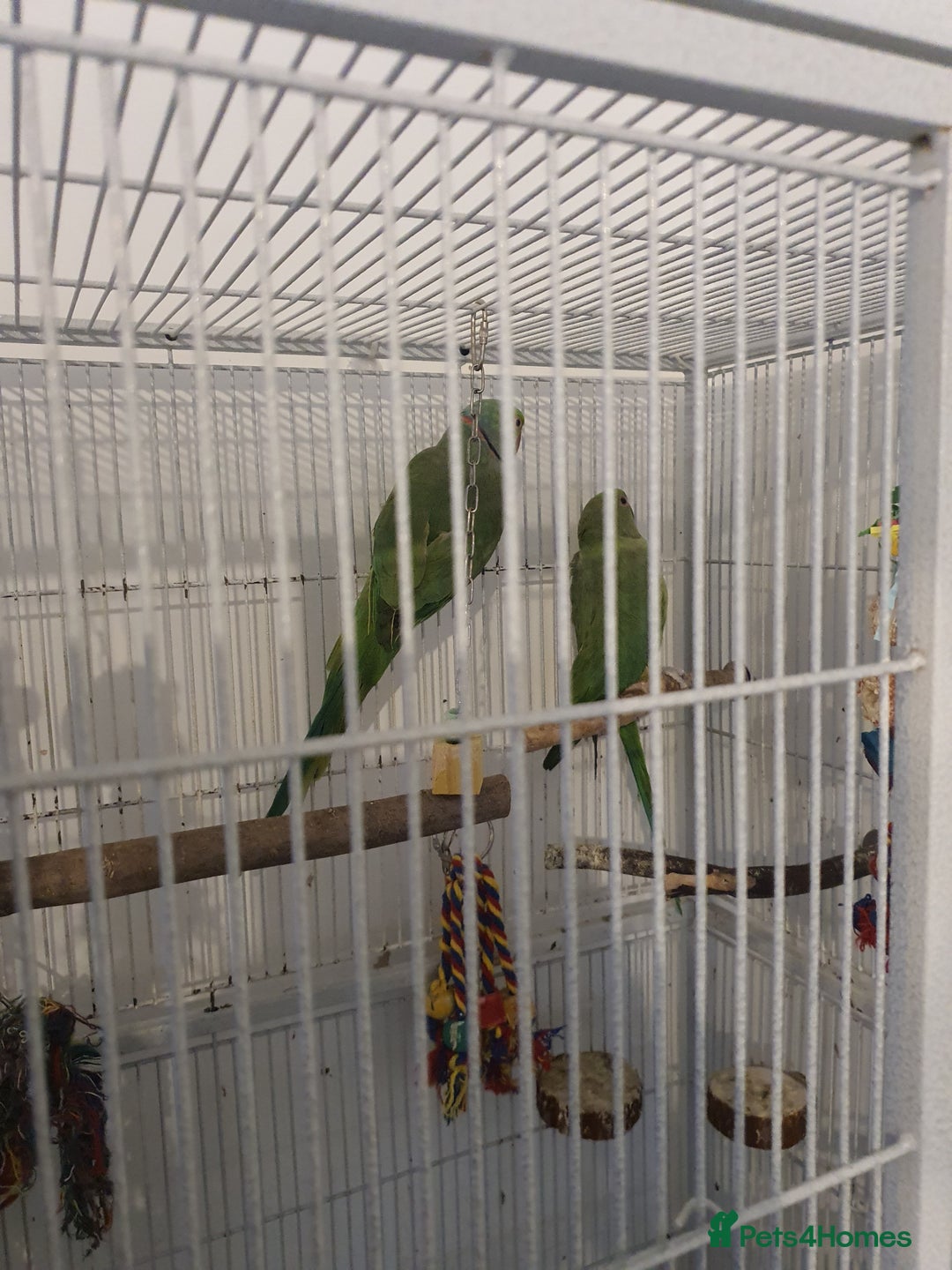 Ringnecks birds for sale: 2 indian ringnecks male and female. - Image 1