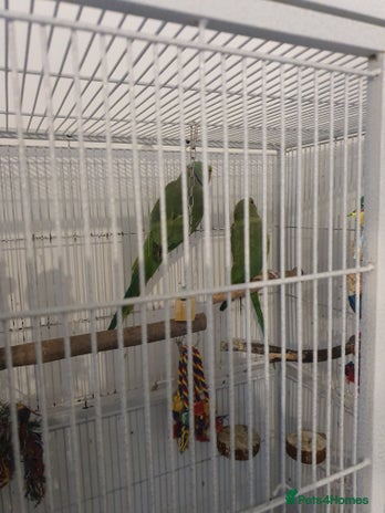 Ringnecks birds - Advert 2