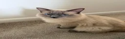 Ragdoll cats for sale: Sweet & Beautiful Blue-Eyed Ragdoll - Advert 3