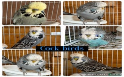 Budgerigars birds for sale: Exhibition budgie flock  - Image 11
