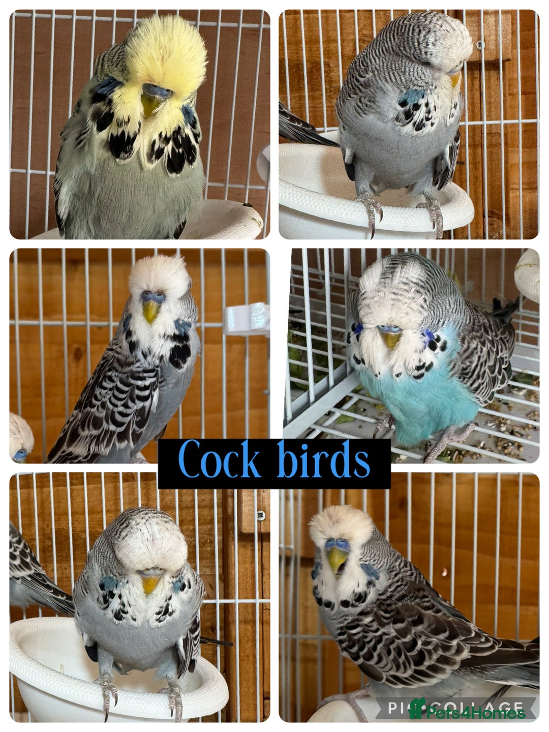Budgerigars birds for sale: Exhibition budgie flock  - Image 11