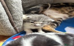 Mixed Breed cats for sale: Little kittens  - Image 4