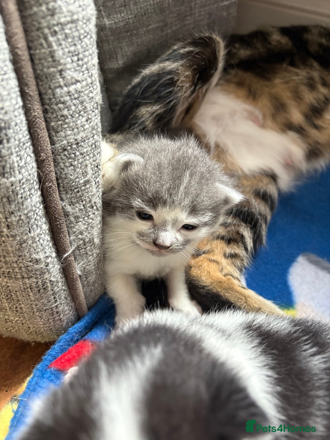 Mixed Breed cats for sale: Little kittens  - Image 4