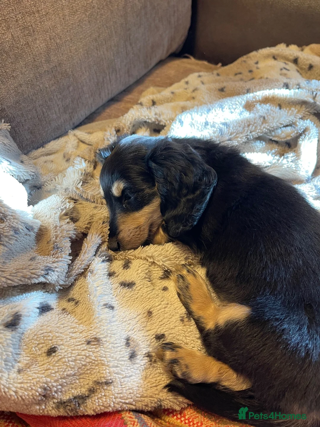 Miniature Dachshund dogs for sale: Miniature dachshund long haired  in St. Neots - Advert 1