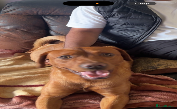 Labrador Retriever dogs - Advert 10