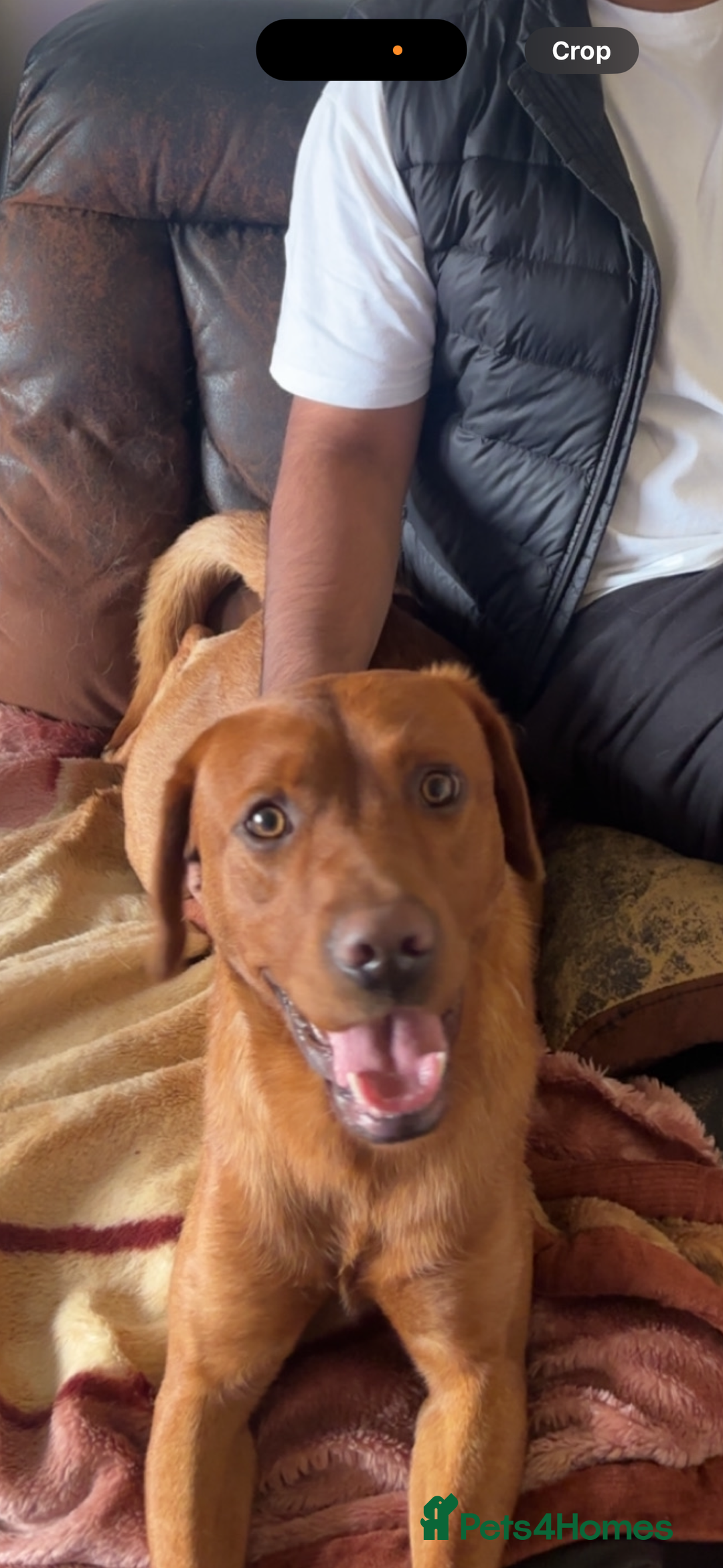 Labrador Retriever dogs for sale: Red fox golden retriever - Image 1