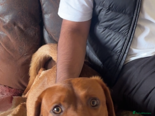 Labrador Retriever dogs - Advert 3