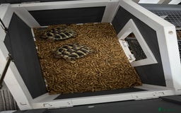 Hermann Tortoise reptiles for sale: Hermann tortoises females 3 yrs old  - Image 1