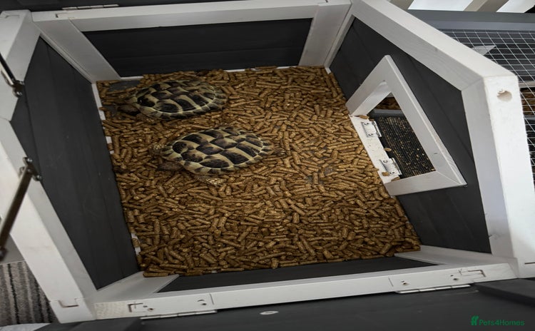 Hermann Tortoise reptiles - Advert 1