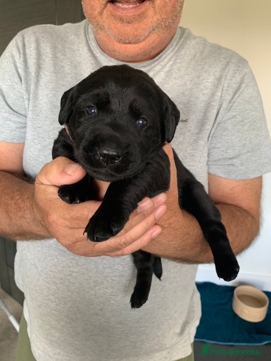 Labrador Retriever dogs for sale: 5* breeder🐾beautiful glossy black puppies ❤️  - Image 18