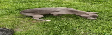 Whippet Puppy 2