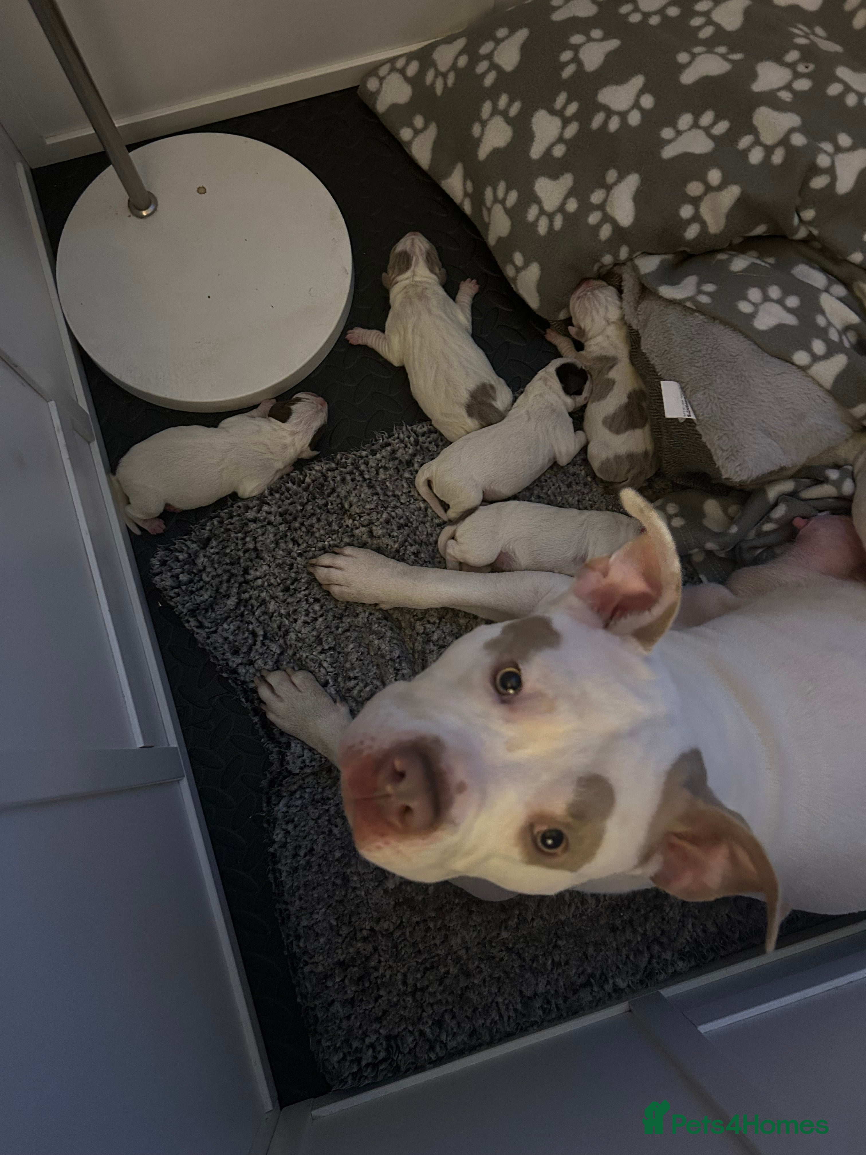 Mixed Breed dogs Mixed breed dogs  - Advert 1