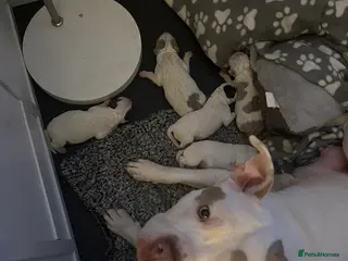 Mixed Breed dogs Mixed breed dogs - Advert 6