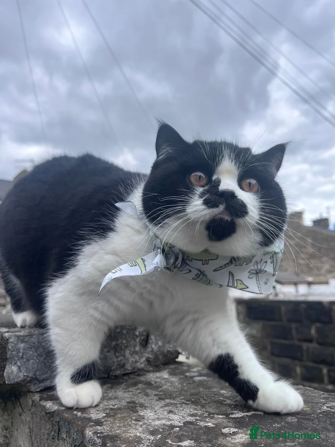 British Shorthair cats for sale: Black and white girl - Advert 2