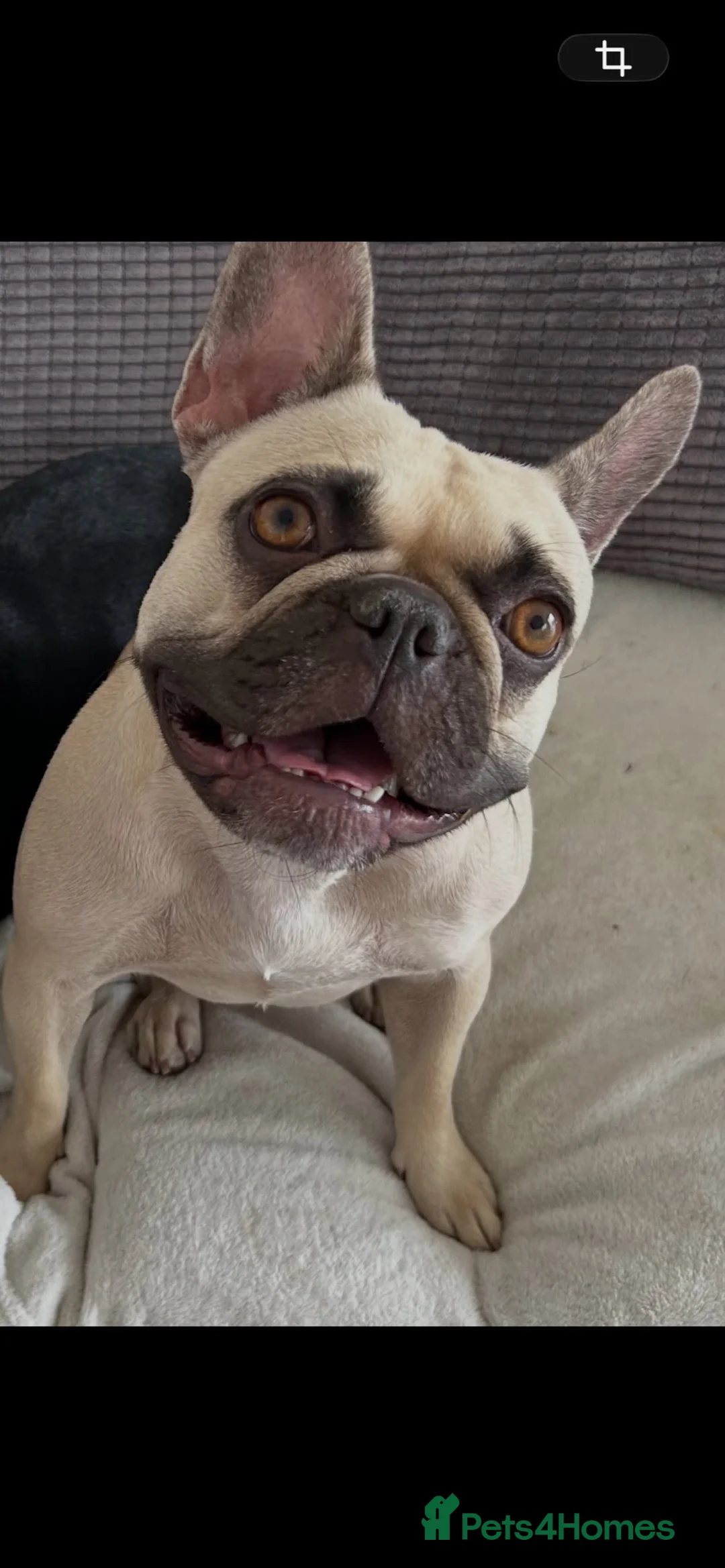 French Bulldog dogs for sale: Rehome 2 beautiful frenchies  - Advert 2