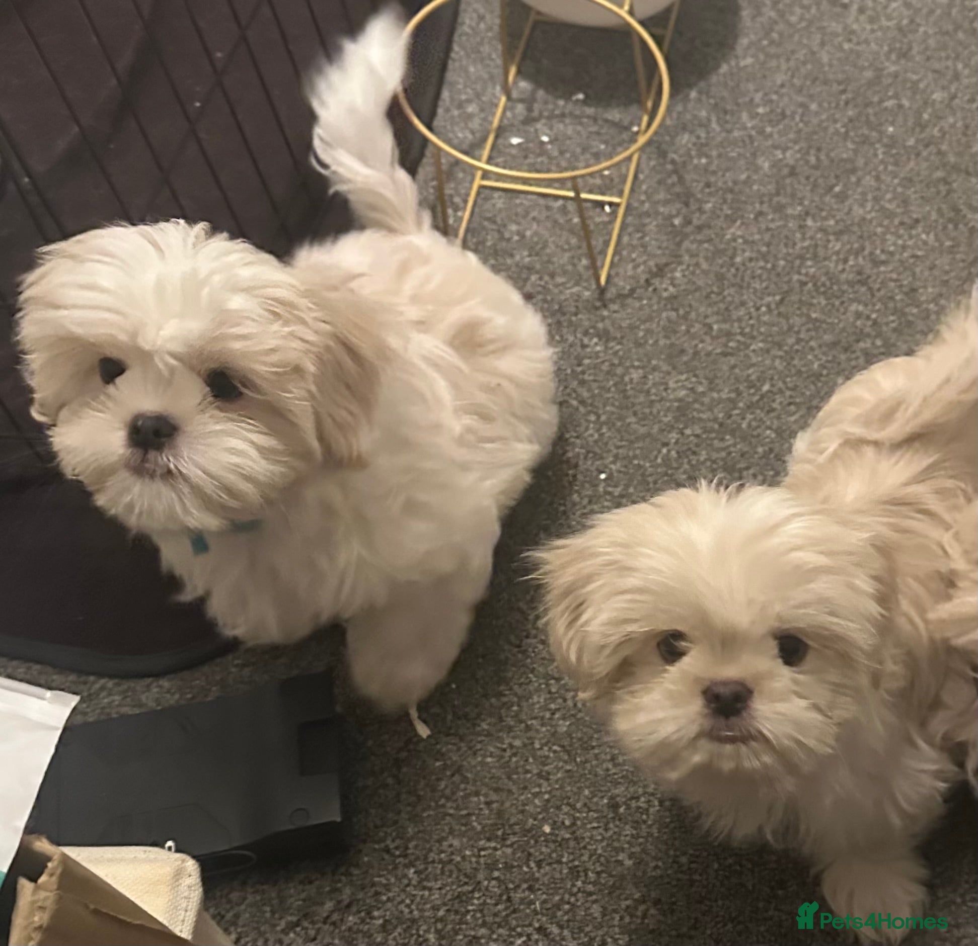 Shih Tzu dogs White Lavender Shih Tzu Puppies - Advert 9