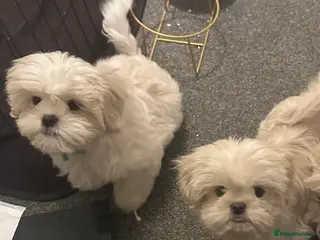 Shih Tzu dogs White Lavender Shih Tzu Puppies - Advert 5