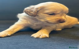 Cockapoo dogs for sale: Cockapoo F2 beautiful puppies  - Image 5