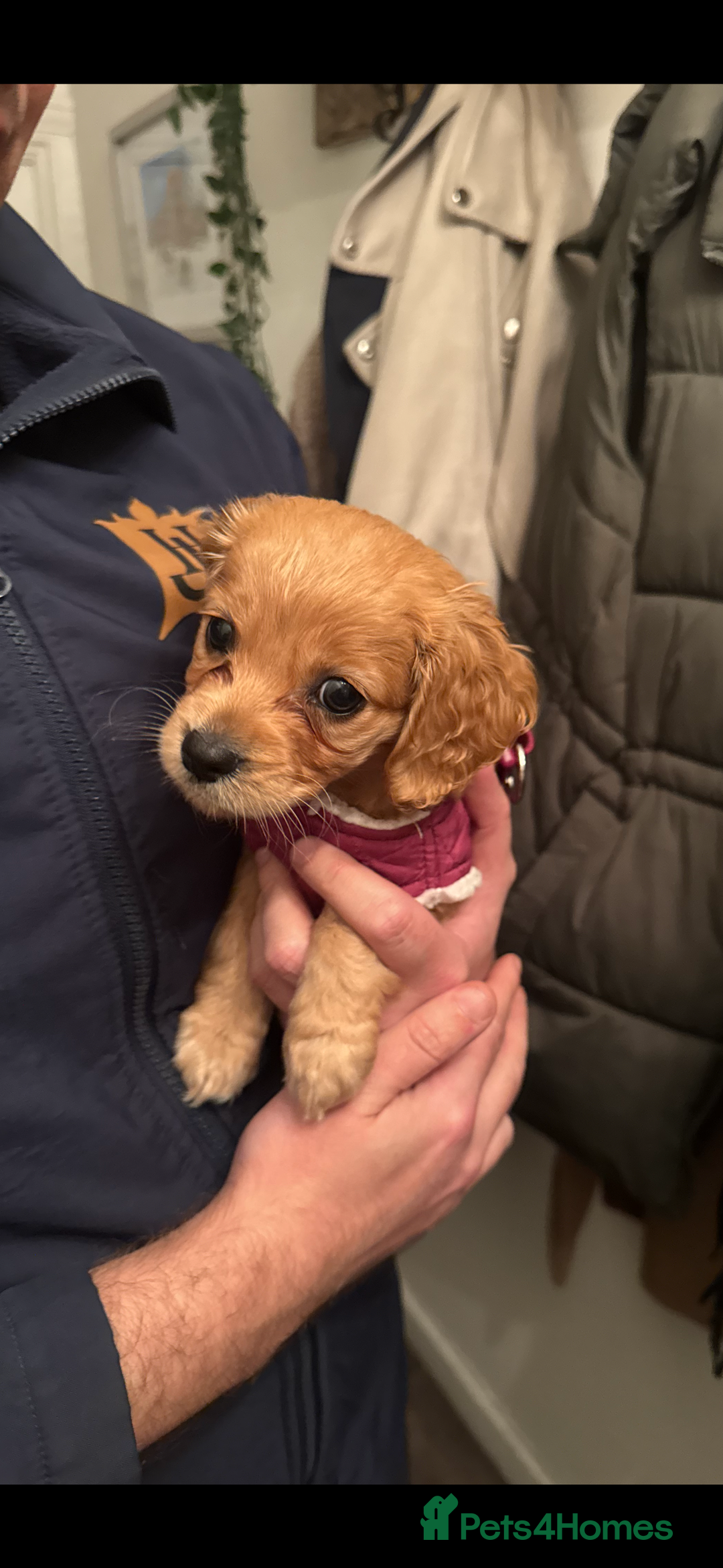 Cockapoo dogs for sale: Cockapoo Puppy Girl - Advert 8