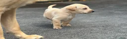 Labrador Retriever dogs for sale: KC REGISTERED LABRADOR PUPPIES - Advert 12