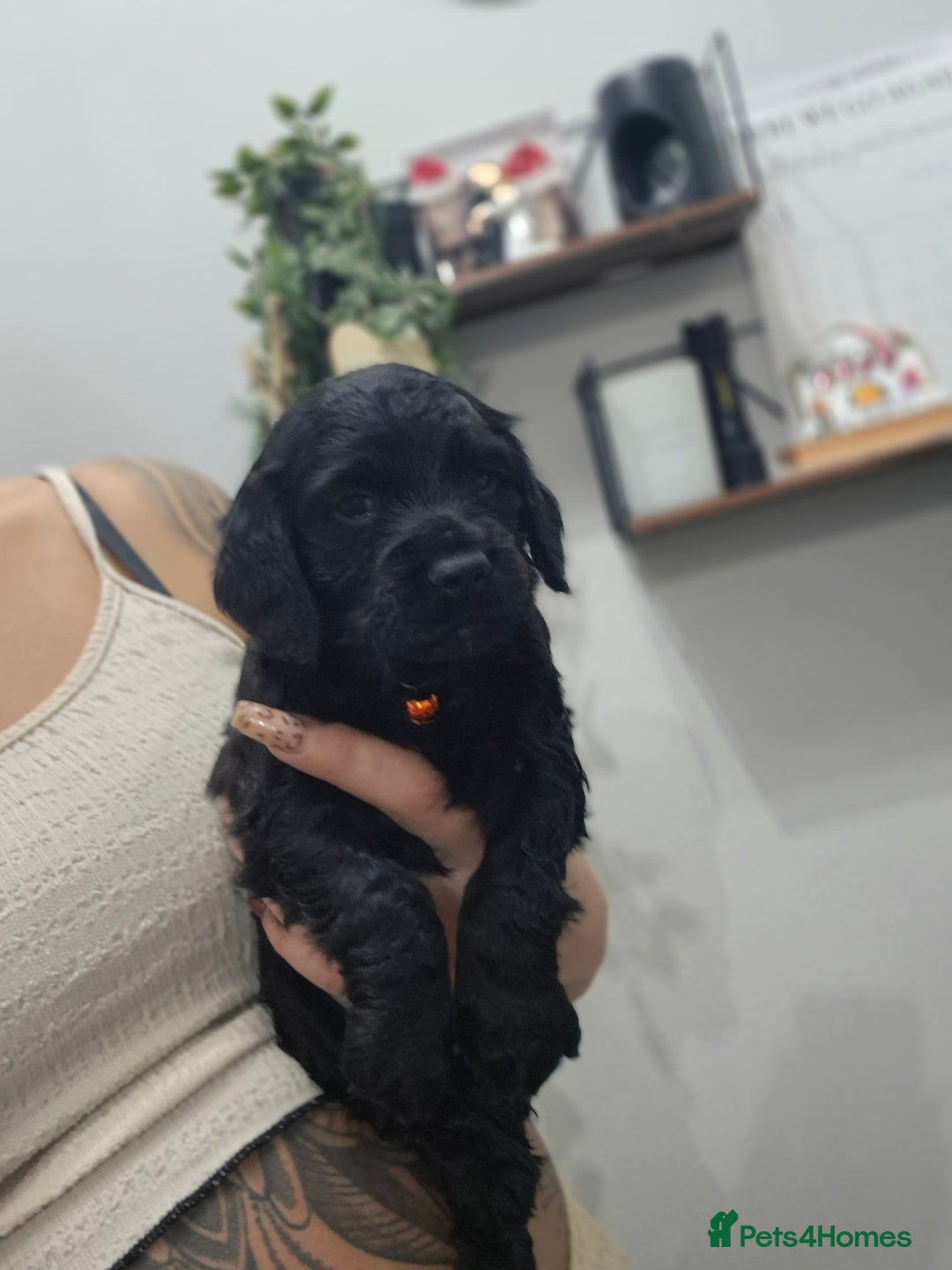 Cocker Spaniel dogs for sale: Working cocker pups - Advert 13