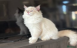 Ragdoll cats for sale: TICA DNA tested 5 Gen Pedigree  - Image 20