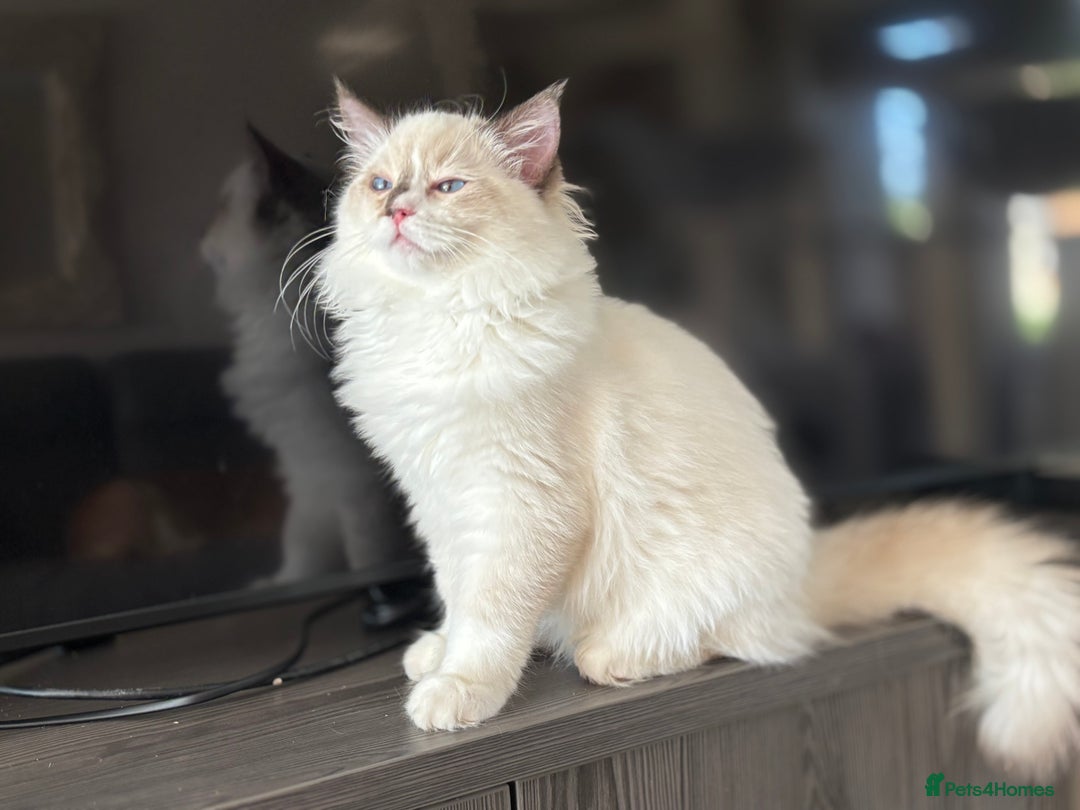 Ragdoll cats for sale: TICA DNA tested 5 Gen Pedigree  - Image 20