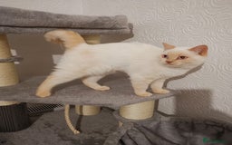 British Shorthair cats for sale: Stunning GCCF reg BSH kittens Ready to leave!! - Image 4