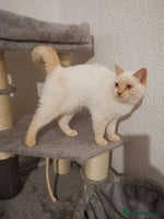 British Shorthair cats - Advert 14