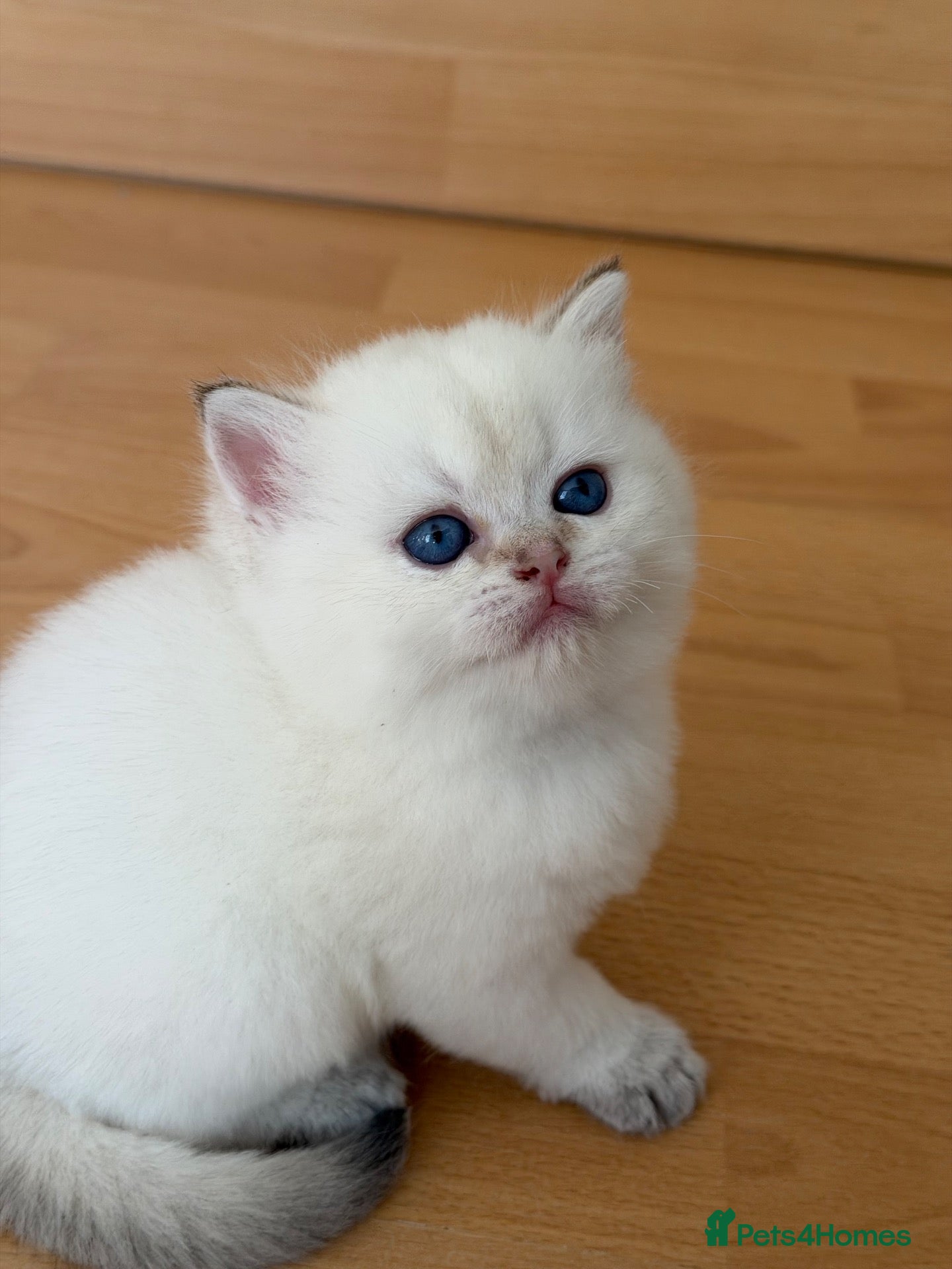 British Longhair cats NY12 GOLDEN SHADED & WHITE BRITISH LONG HAIR - Advert 1