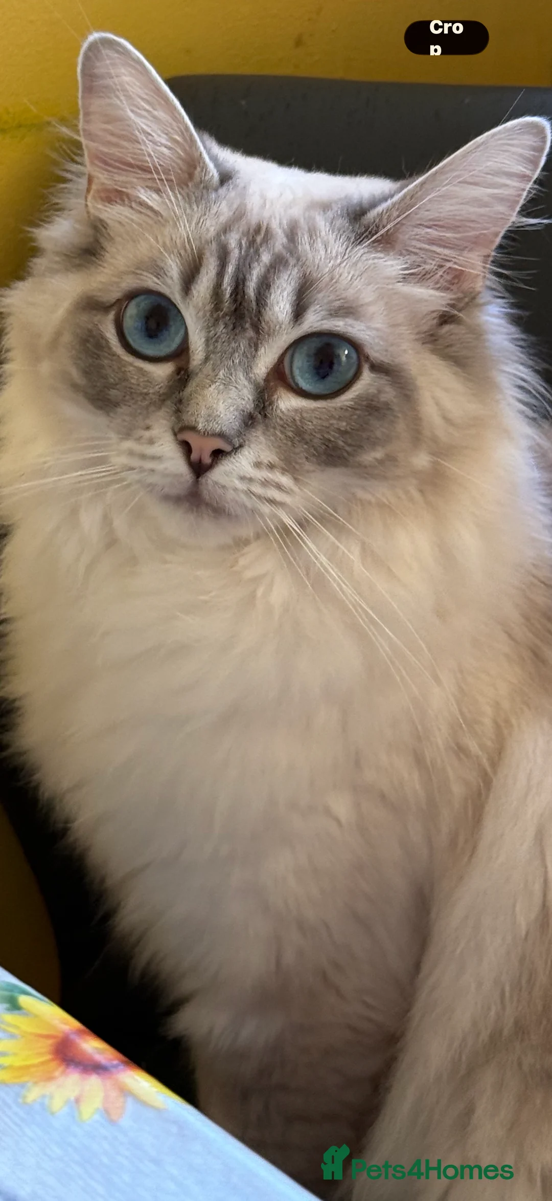 Ragdoll cats for sale: Female Ragdoll for new home  - Advert 2