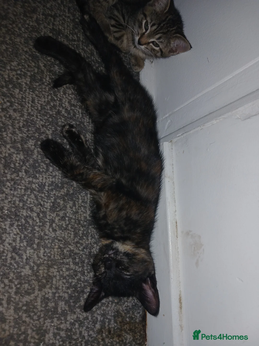 Mixed Breed cats for sale: beautiful kitten - Advert 4