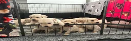 Golden Retriever dogs for sale: Golden retriever puppies - Advert 5