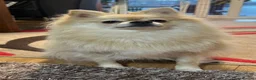 Mixed Breed dogs for sale: Beautiful Female Pomoranian in Eastbourne - Advert 1